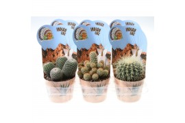 Cactus mix pv12025