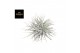 Tillandsia super silver xl 