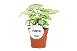 Syngonium white butterfly