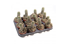 Cactus Chamaelobivia paolina