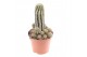 Cactus Chamaelobivia paolina 
