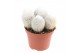 Cactus Espostoa nana 