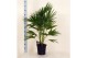 Palmen Livistona chinensis 