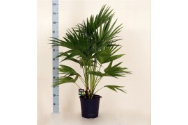 Palmen Livistona chinensis