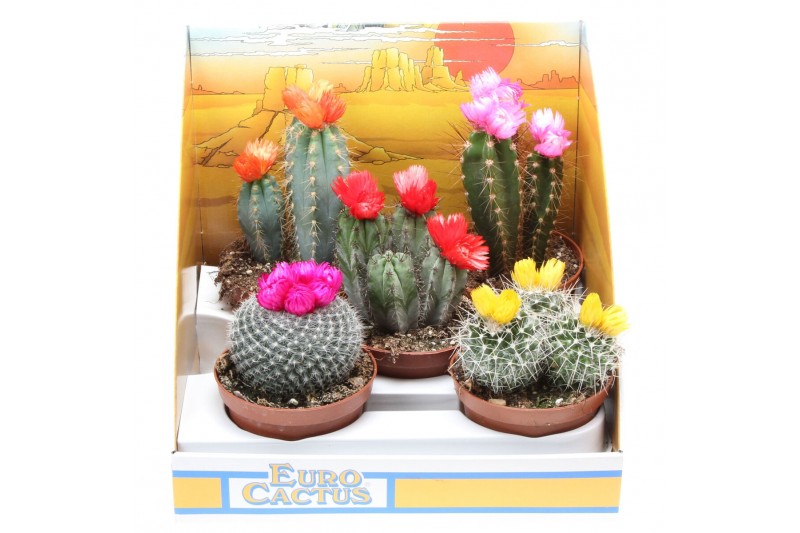 Cactus mix strobloem pv10006 
