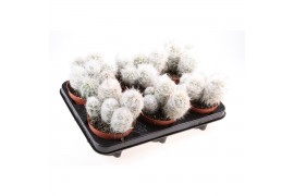 Cactus Cactus oreocereus trolli