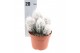 Cactus Cactus oreocereus trolli 