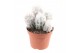 Cactus Cactus oreocereus trolli 