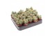 Cactus pilosocereus azureus 