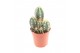 Cactus pilosocereus azureus 