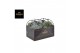 Tillandsia ring mix medium 0847 