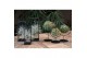 Tillandsia ring mix medium 0847 