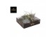 Tillandsia exclusive mix 0876 
