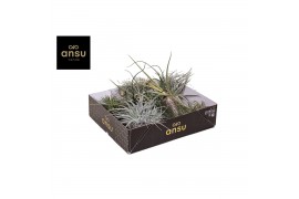Tillandsia exclusive mix 0876