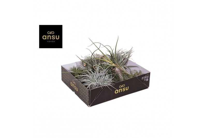 Tillandsia exclusive mix 0876 