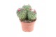 Mammillaria Cactus mammillaria taluka 