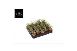 Tillandsia ionantha in terracotta 0424