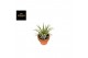 Tillandsia ionantha in terracotta 0424 