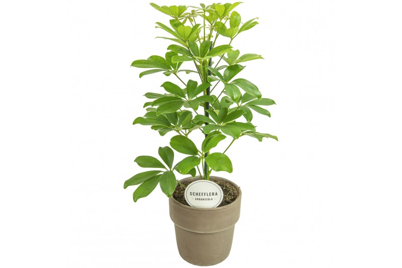 Schefflera arboricola nora terracotta grijs 