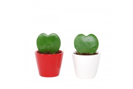 Hoya kerrii 1pp in keramiek rotterdam rood/wit