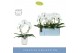Phalaenopsis mirror miracle aurora wit 2 tak boog in white molise aquo 