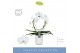Phalaenopsis mirror miracle aurora wit 2 tak boog in white molise aquo 