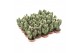 Cereus peruvianus florida ca5050 