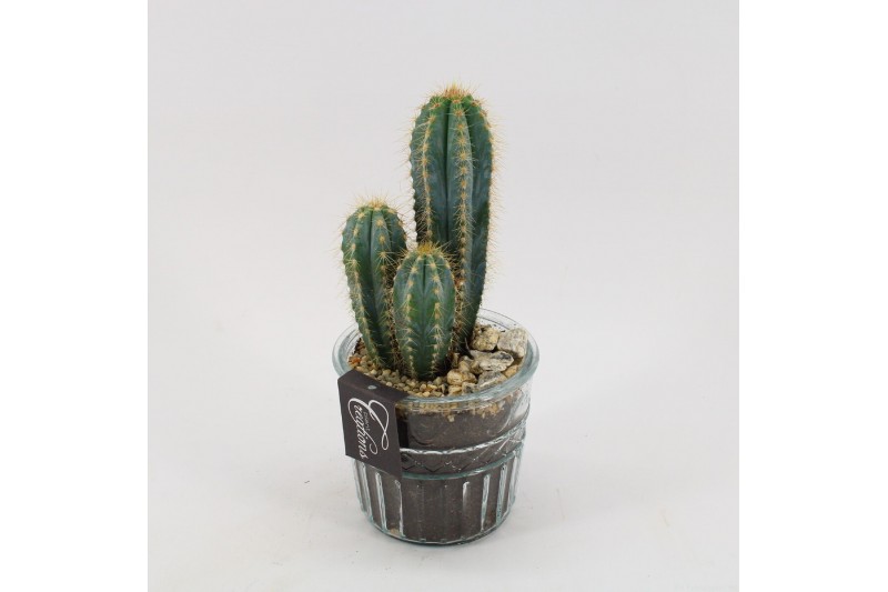 Arrangementen cactus CTFD-2402 Cactus Fundamentals 1 pp 