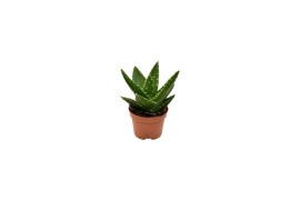 Aloe perfoliata mitriformis premium