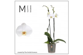 Phalaenopsis white bigflower 2 tak mimesis