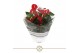 Anthurium andr. royal champion table schaal 