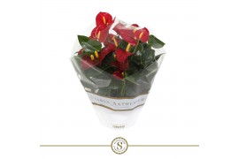 Anthurium andr. royal champion table schaal