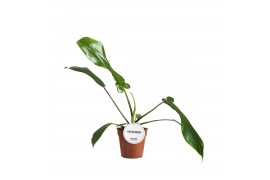 Philodendron Philodendron Joepii