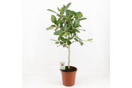 Ficus petite audrey