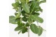 Ficus petite audrey 
