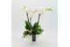 Phalaenopsis PHAL-2422 Phalaenopsis creatie 3 pp 