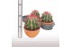 Cactus Ferocactus stainesii - Terracotta schaal 