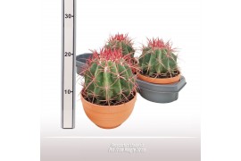 Cactus Ferocactus stainesii - Terracotta schaal