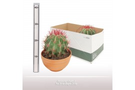 Cactus Ferocactus stainesii - Terracotta schaal