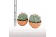 Cactus Ferocactus alamosanus - Terracotta schaal 