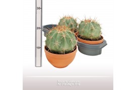 Cactus Ferocactus alamosanus - Terracotta schaal