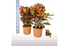 Codiaeum variegata petra 3pp