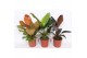 Philodendron Philodendron mix 1 pp 