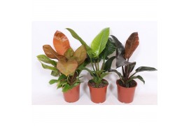Philodendron Philodendron mix 1 pp