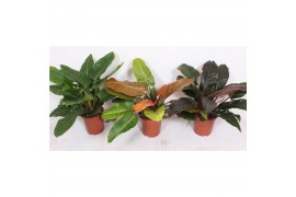 Philodendron Philodendron mix 2 pp
