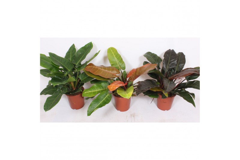 Philodendron Philodendron mix 2 pp 
