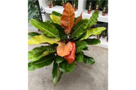 Philodendron Philodendron Prince of Orange 1 pp