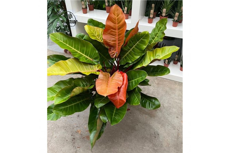 Philodendron Philodendron Prince of Orange 1 pp 