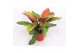 Philodendron Philodendron Prince of Orange 1 pp 