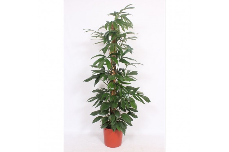 Philodendron Philodendron Dragon Tail 10 pp 